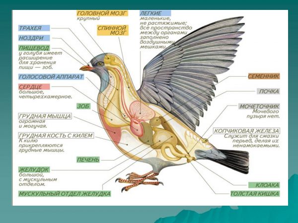 Какие части тела птицы являются рычагами презентация