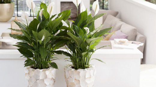 7 лучших комнатных растений для очищения воздуха в помещении 4