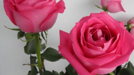 Как вырастить розы в домашних условиях - посадка и уход 1