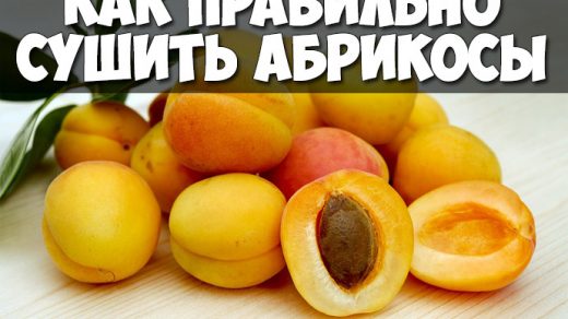 Как правильно сушить абрикосы в домашних условиях - лучшие советы 1