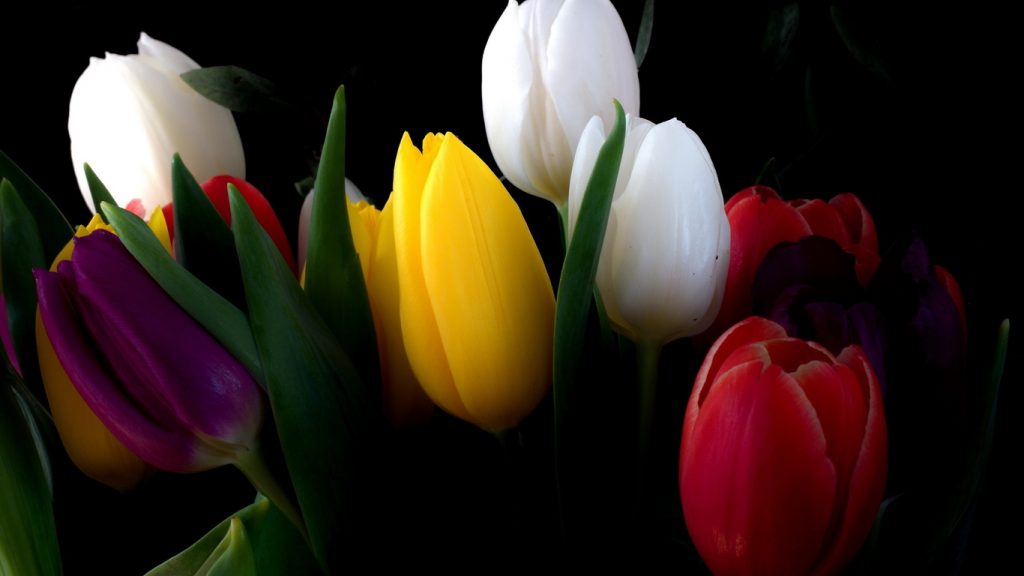 Красивые картинки на рабочий стол тюльпаны - подборка 12