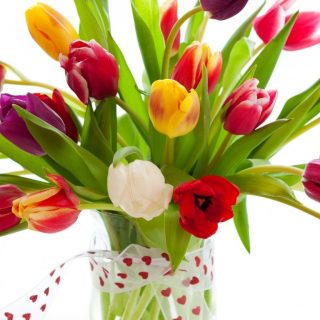 Красивые картинки на рабочий стол тюльпаны - подборка 14