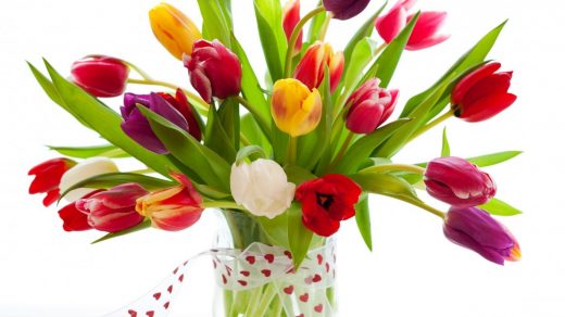 Красивые картинки на рабочий стол тюльпаны - подборка 14