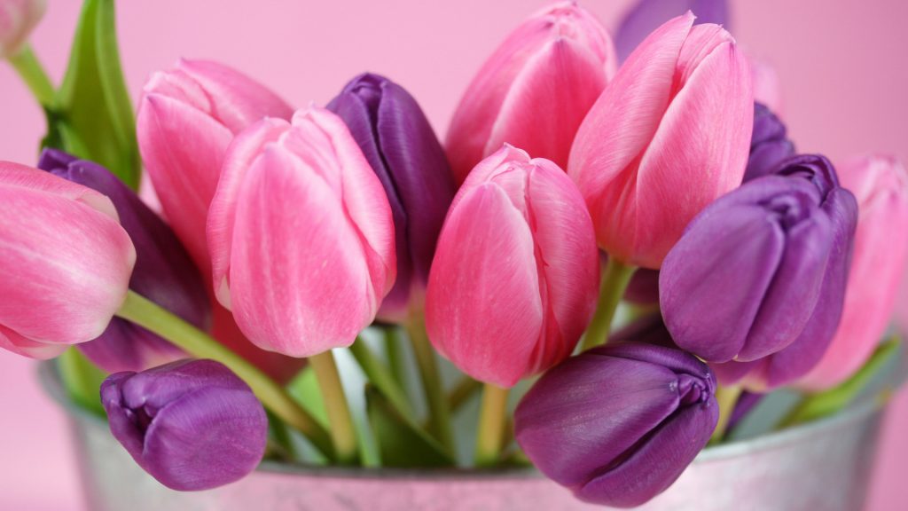 Красивые картинки на рабочий стол тюльпаны - подборка 16