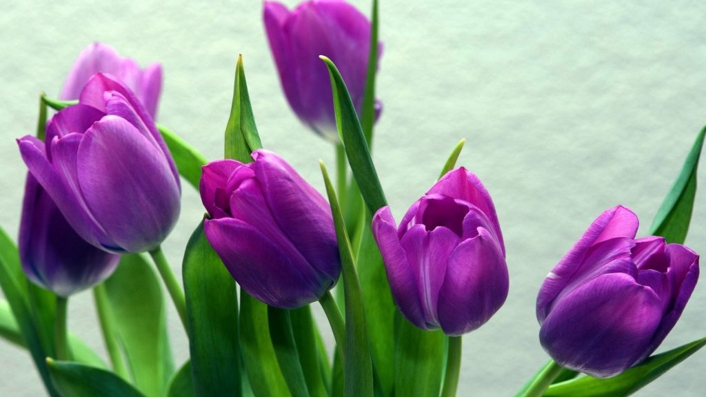 Красивые картинки на рабочий стол тюльпаны - подборка 3