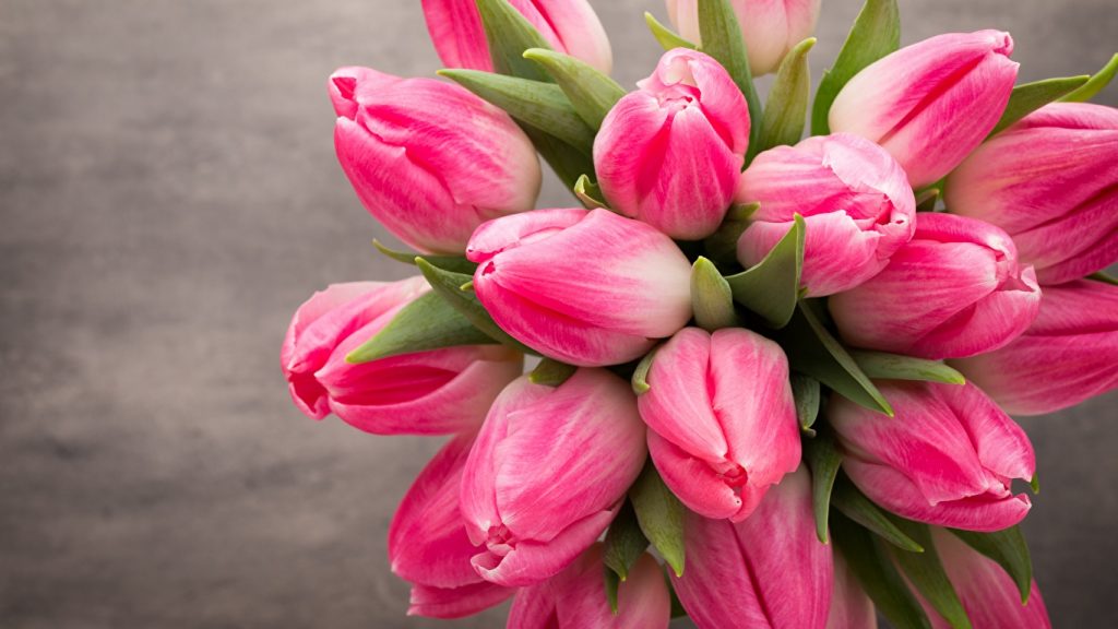 Красивые картинки на рабочий стол тюльпаны - подборка 5