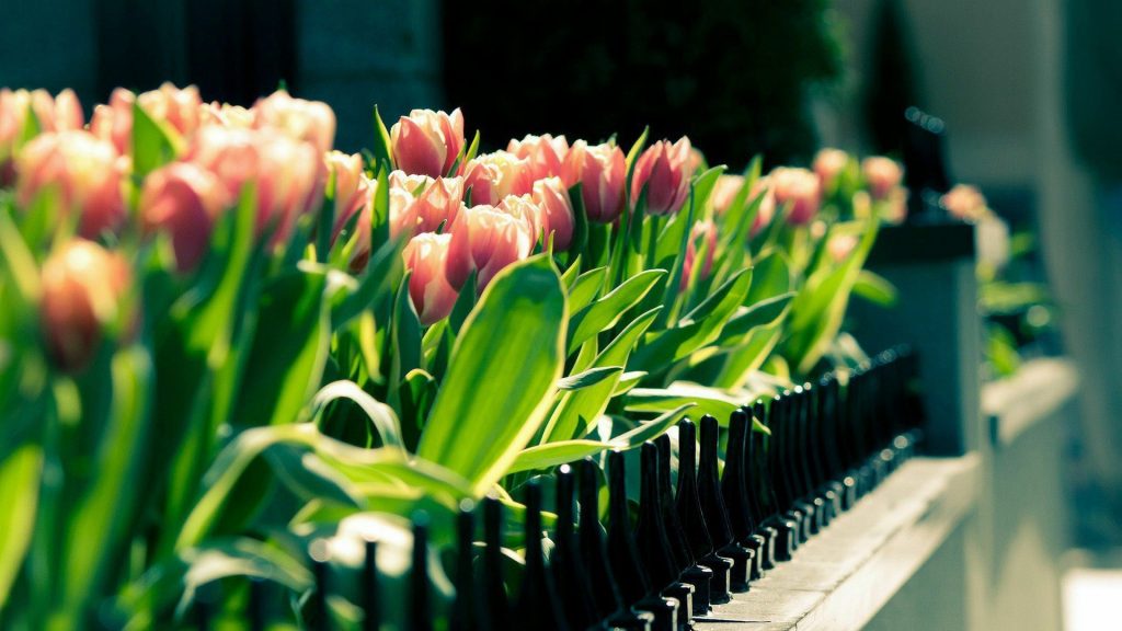 Красивые картинки на рабочий стол тюльпаны - подборка 6