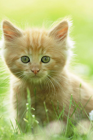 Красивые картинки на телефон котята и кошечки - подборка 13