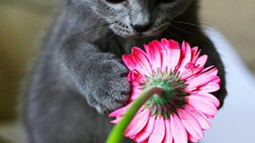 Красивые картинки на телефон котята и кошечки - подборка 7