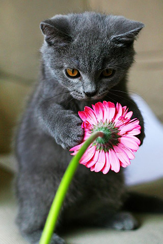 Красивые картинки на телефон котята и кошечки - подборка 7
