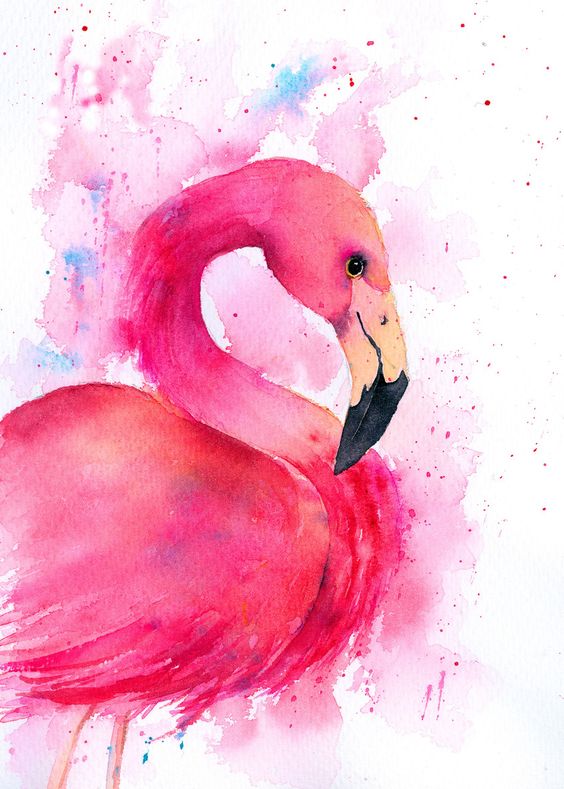 Красивые картинки фламинго для срисовки - интересная подборка 12