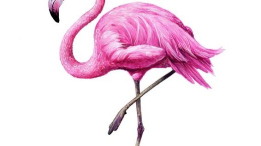 Красивые картинки фламинго для срисовки - интересная подборка 4