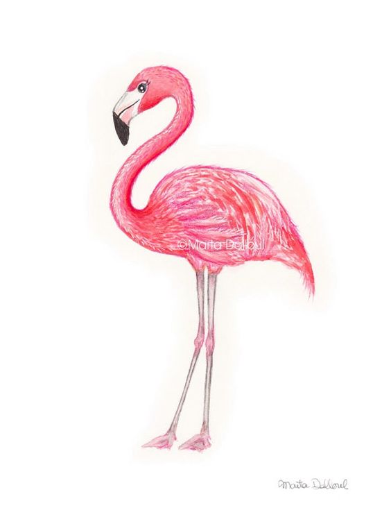 Красивые картинки фламинго для срисовки - интересная подборка 6