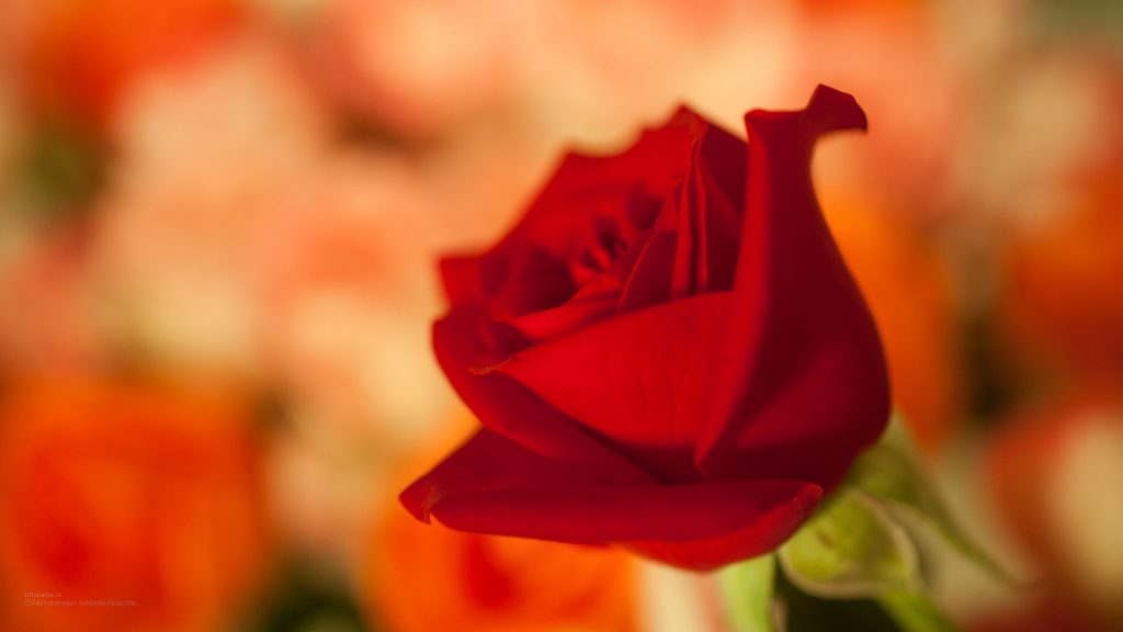 Красивые обои розы на рабочий стол - интересная коллекция 1