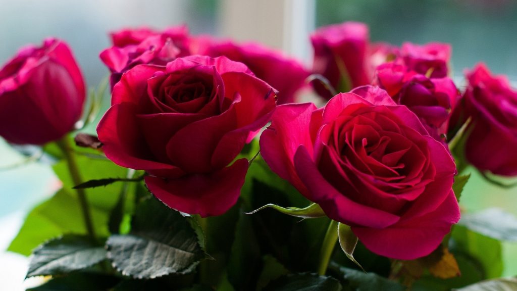 Красивые обои розы на рабочий стол - интересная коллекция 10