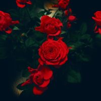 Красивые обои розы на рабочий стол - интересная коллекция 12