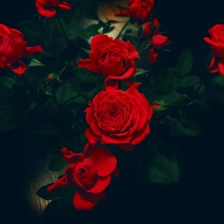 Красивые обои розы на рабочий стол - интересная коллекция 12