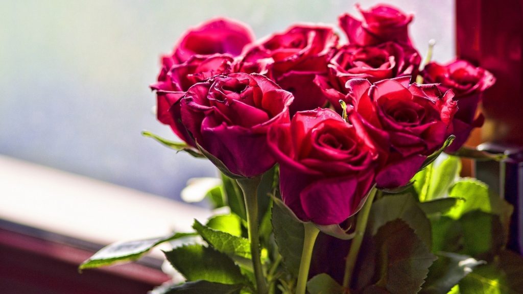 Красивые обои розы на рабочий стол - интересная коллекция 15