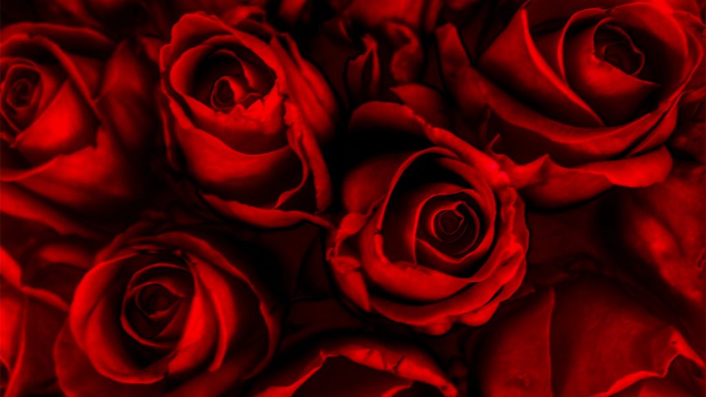 Красивые обои розы на рабочий стол - интересная коллекция 2