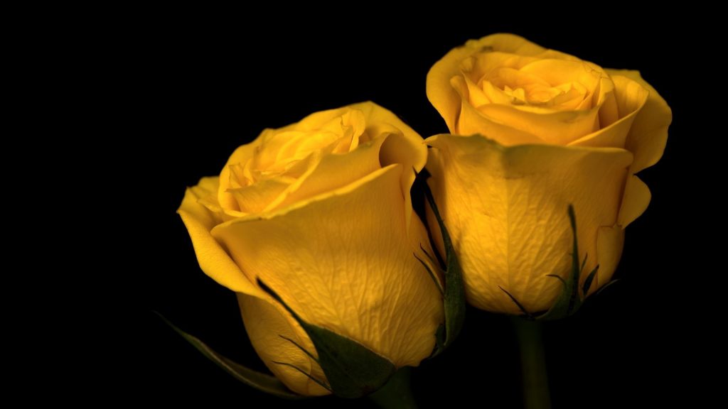 Красивые обои розы на рабочий стол - интересная коллекция 3