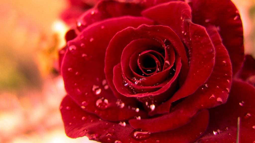 Красивые обои розы на рабочий стол - интересная коллекция 4