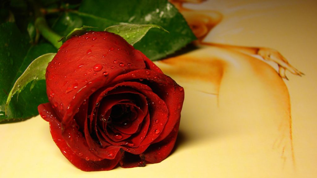 Красивые обои розы на рабочий стол - интересная коллекция 5