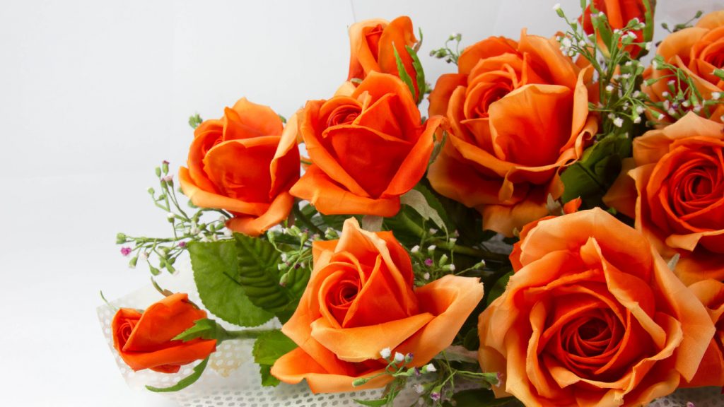 Красивые обои розы на рабочий стол - интересная коллекция 6