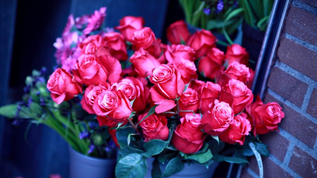 Красивые обои розы на рабочий стол - интересная коллекция 7