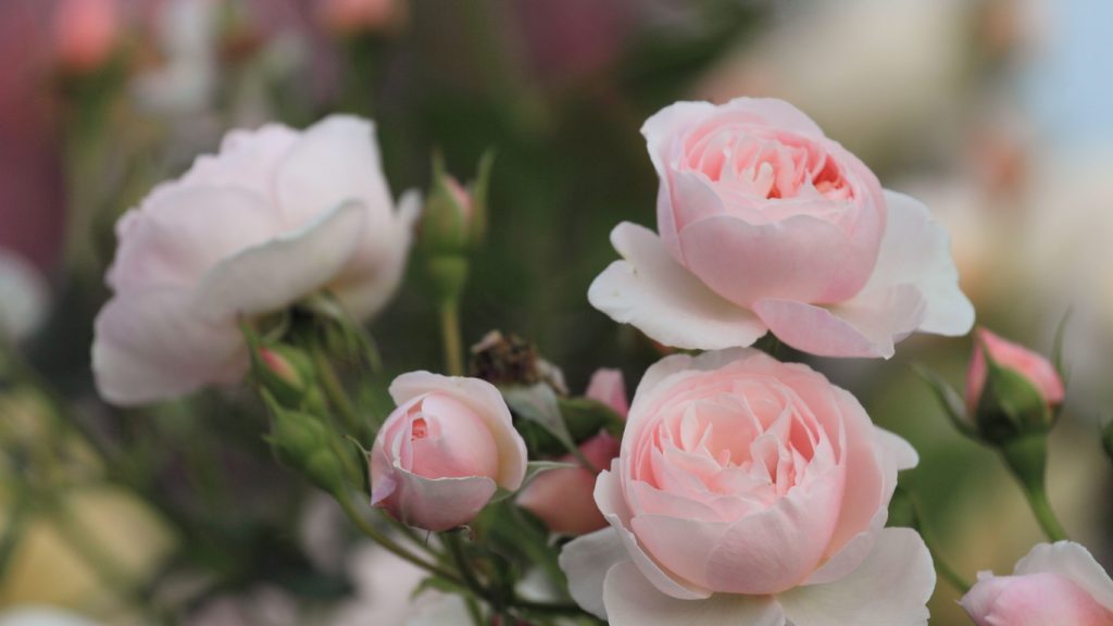 Красивые обои розы на рабочий стол - интересная коллекция 8