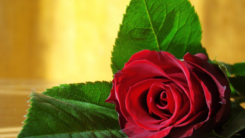 Красивые обои розы на рабочий стол - интересная коллекция 9