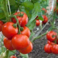 Основные особенности посадки томатов - уход и посадка растения 4