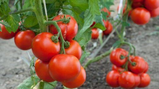 Основные особенности посадки томатов - уход и посадка растения 4
