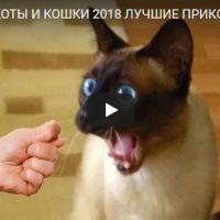 Смешные и прикольные видео про кошек - подборка за 2018 год