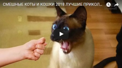 Смешные и прикольные видео про кошек - подборка за 2018 год