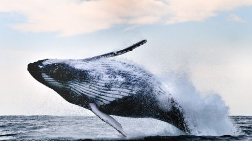 Киты - фотографии китов. Удивительные и красивые фото китов 8