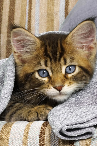 Красивые картинки котиков и кошек на заставку телефона - подборка 10