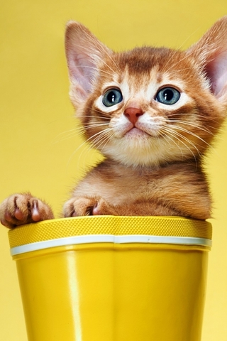 Красивые картинки котиков и кошек на заставку телефона - подборка 13