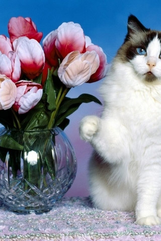 Красивые картинки котиков и кошек на заставку телефона - подборка 17