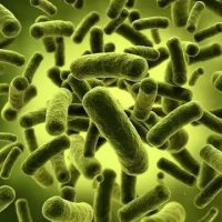 Где больше всего микробов Какие предметы более заражены микробами 1