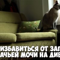 Как избавиться от запаха кошачьей мочи на диване - народные советы 1