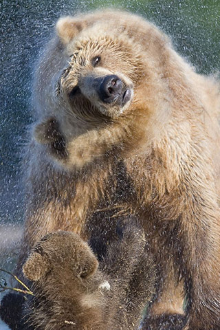 Картинки на телефон медведи, аватарки с медведями - подборка 3