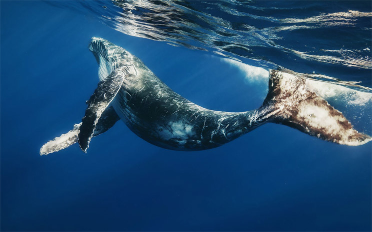 Киты - фотографии китов. Удивительные и красивые фото китов 1