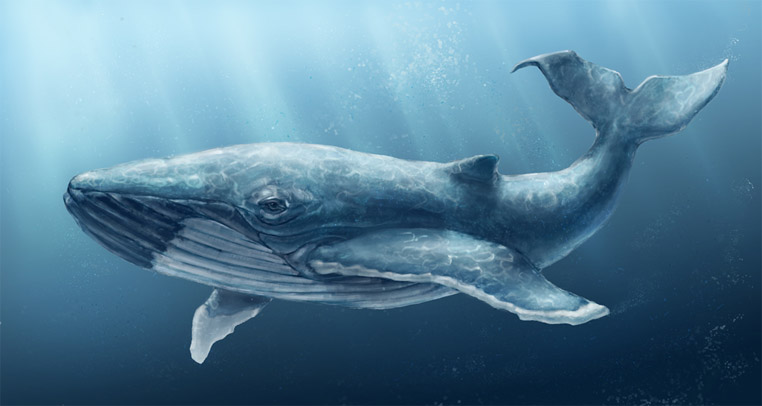 Киты - фотографии китов. Удивительные и красивые фото китов 10