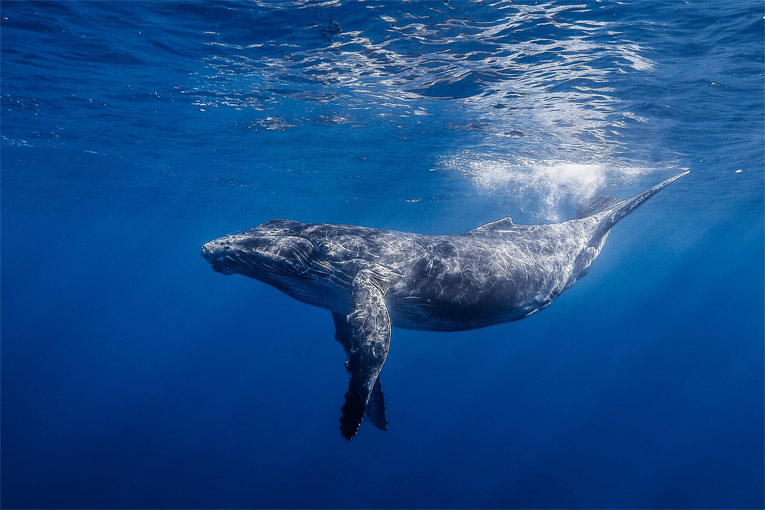 Киты - фотографии китов. Удивительные и красивые фото китов 11