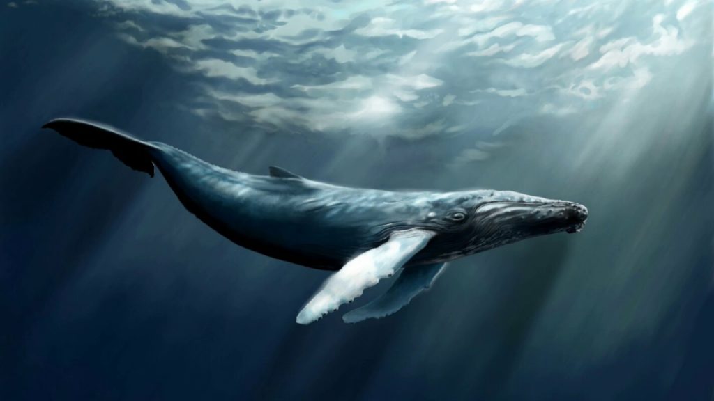 Киты - фотографии китов. Удивительные и красивые фото китов 4