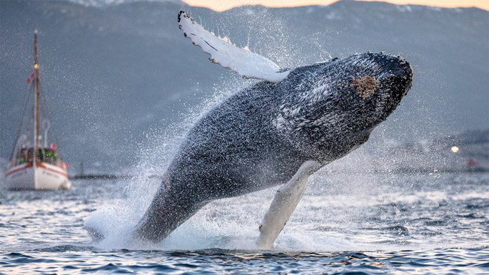Киты - фотографии китов. Удивительные и красивые фото китов 5