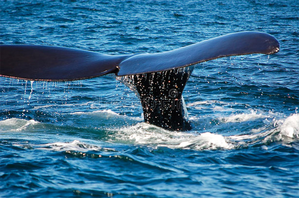 Киты - фотографии китов. Удивительные и красивые фото китов 6