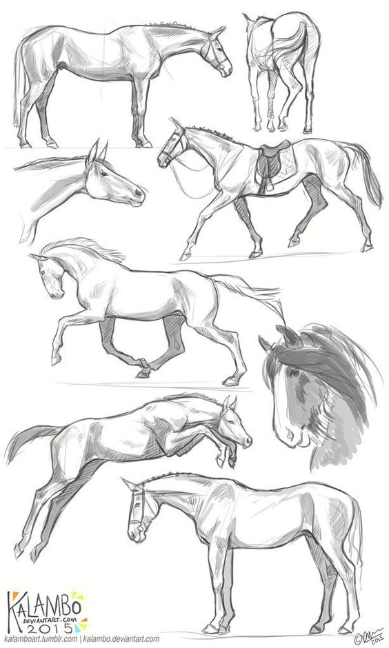Красивые картинки для срисовки карандашом лошади или пони 1