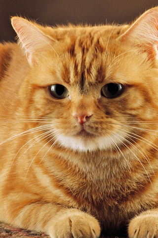 Красивые картинки котиков и кошек на заставку телефона - подборка 1
