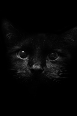 Красивые картинки котиков и кошек на заставку телефона - подборка 11